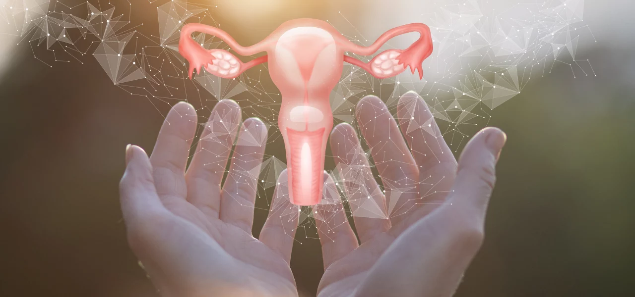 image pour l'article l'adénomyose : tout comprendre, cette image illustre un utérus dans la paume des mains
